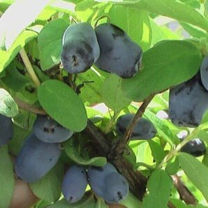 Sibirska Borovnica 1kg (Haskap)