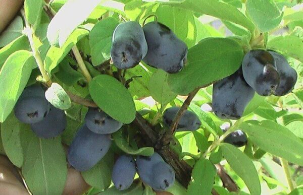 Sibirska Borovnica 1kg (Haskap)